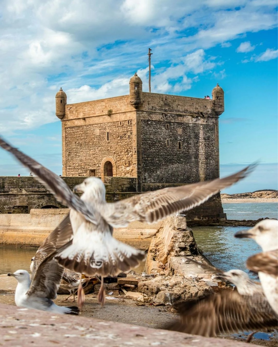 Essaouira’s Skala du Port and its seagulls facing the Atlantic